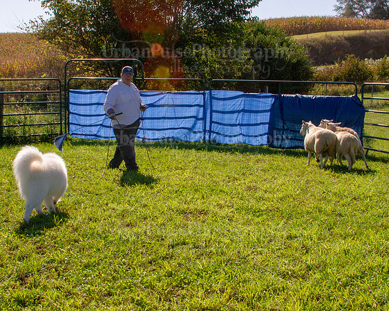 SCA2019_HERDING-0896