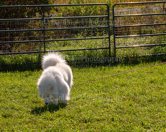 SCA2019_HERDING-0897