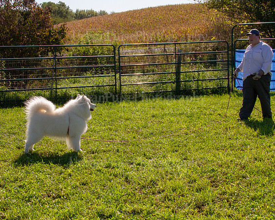 SCA2019_HERDING-0898