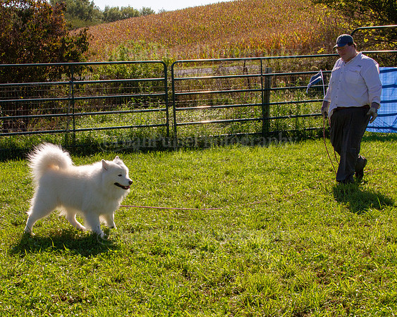 SCA2019_HERDING-0899