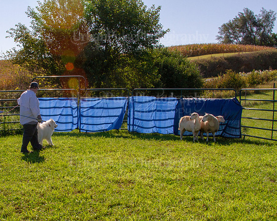 SCA2019_HERDING-0900