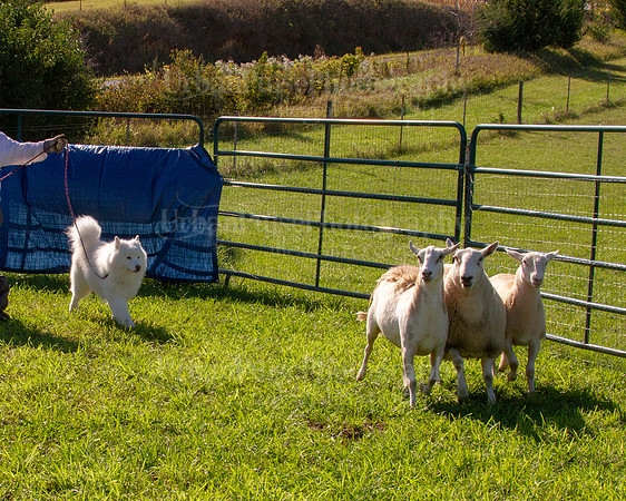 SCA2019_HERDING-0901
