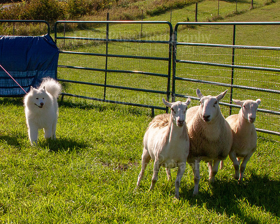 SCA2019_HERDING-0902