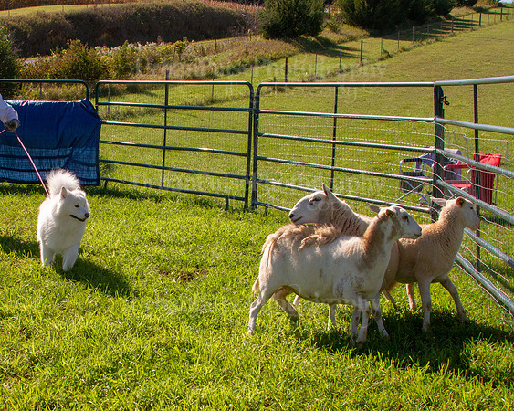 SCA2019_HERDING-0903