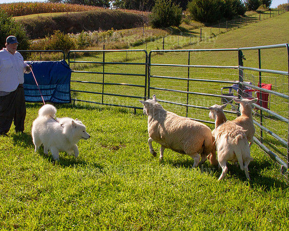 SCA2019_HERDING-0904