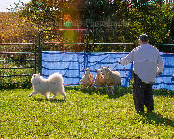 SCA2019_HERDING-0905