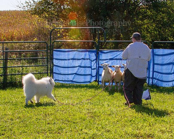 SCA2019_HERDING-0906