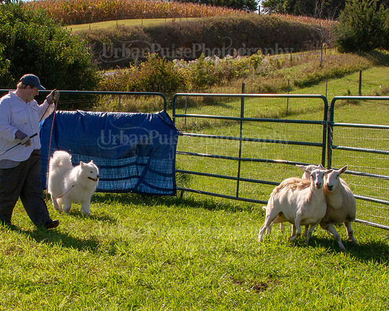 SCA2019_HERDING-0907
