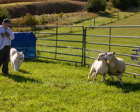 SCA2019_HERDING-0908