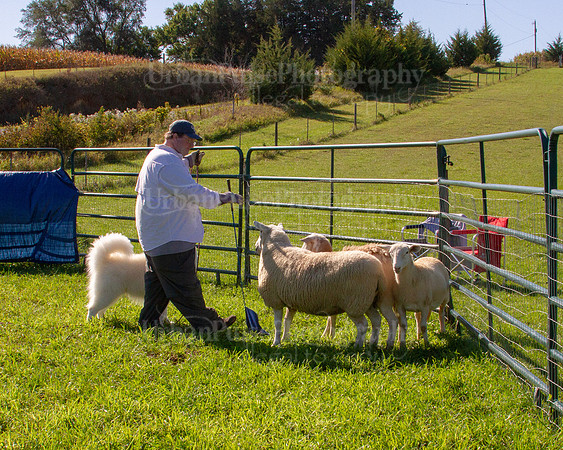 SCA2019_HERDING-0909