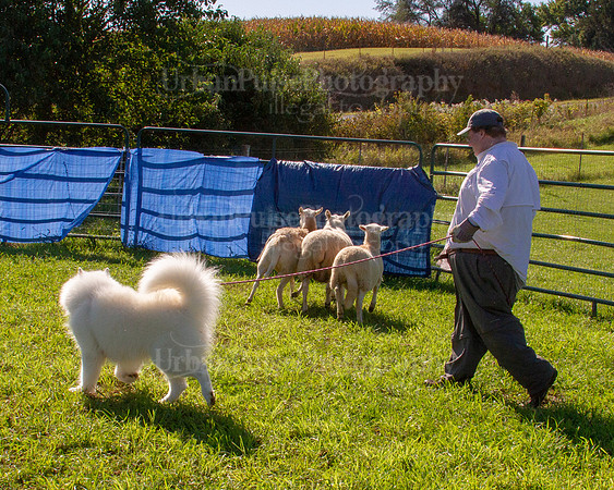 SCA2019_HERDING-0910
