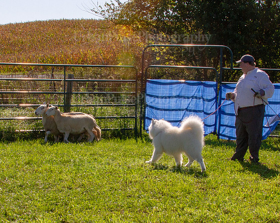 SCA2019_HERDING-0911