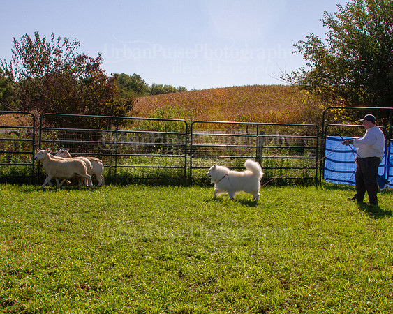 SCA2019_HERDING-0912