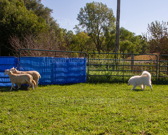 SCA2019_HERDING-0913