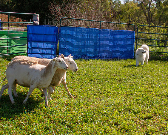 SCA2019_HERDING-0914