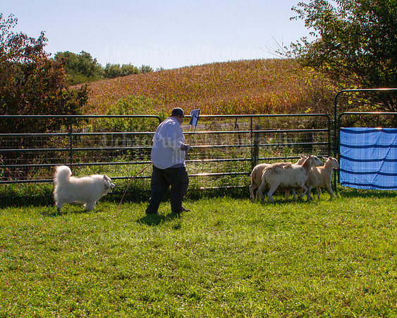 SCA2019_HERDING-0915