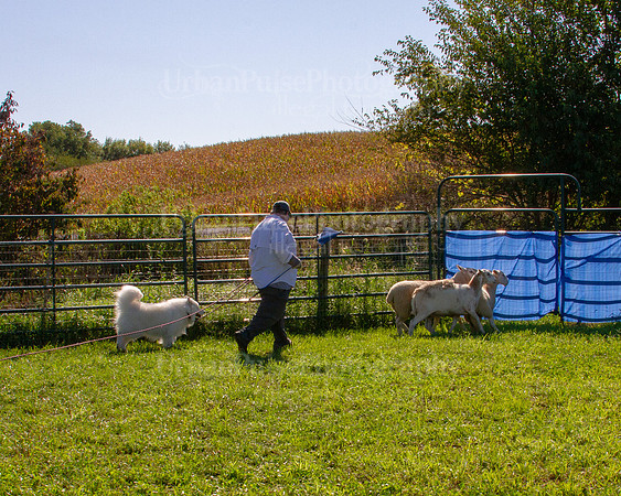SCA2019_HERDING-0916