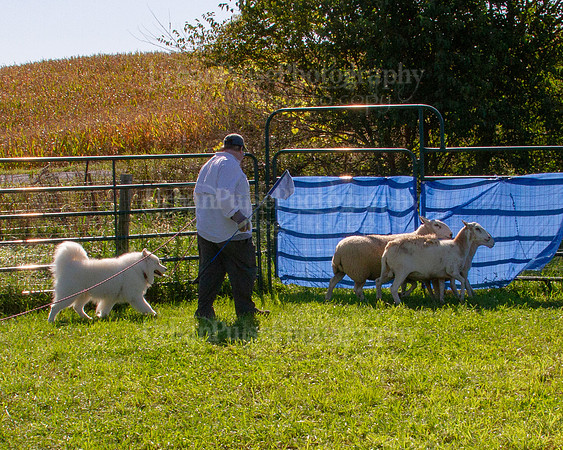 SCA2019_HERDING-0917
