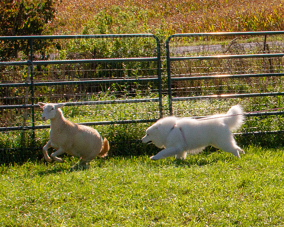 SCA2019_HERDING-0918
