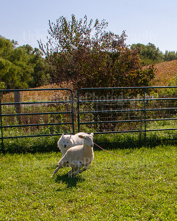 SCA2019_HERDING-0919