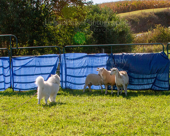 SCA2019_HERDING-0920