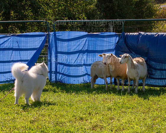 SCA2019_HERDING-0921