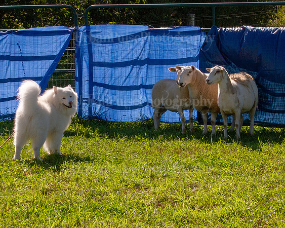 SCA2019_HERDING-0922