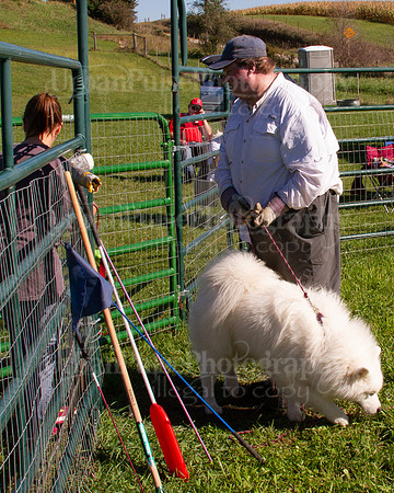 SCA2019_HERDING-0923