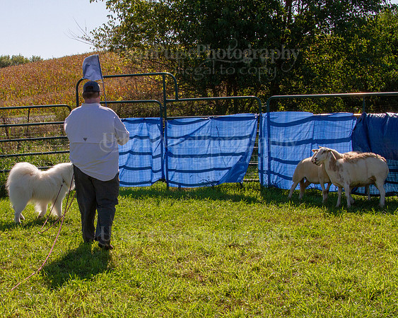 SCA2019_HERDING-0924