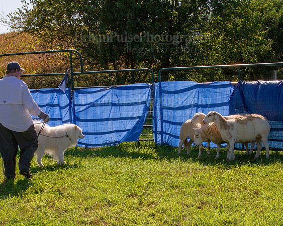 SCA2019_HERDING-0925