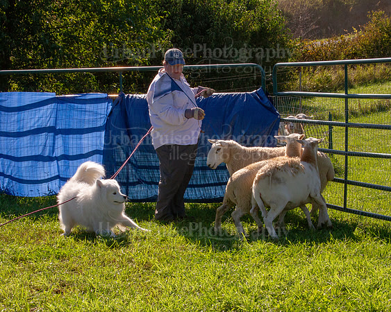 SCA2019_HERDING-0926
