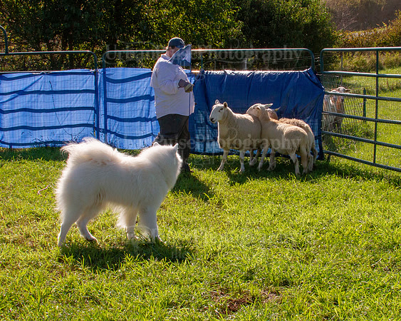 SCA2019_HERDING-0927