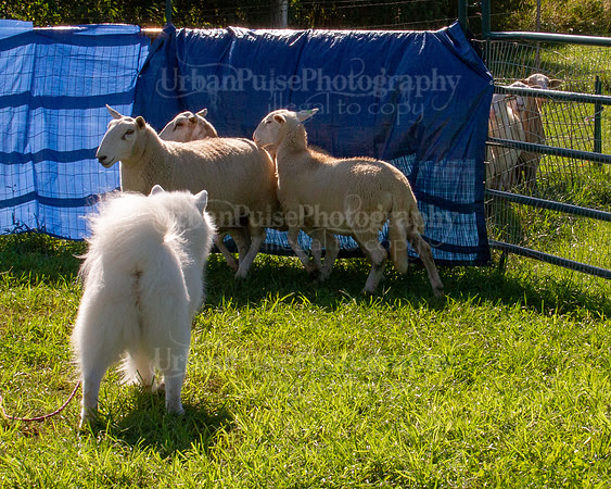 SCA2019_HERDING-0928