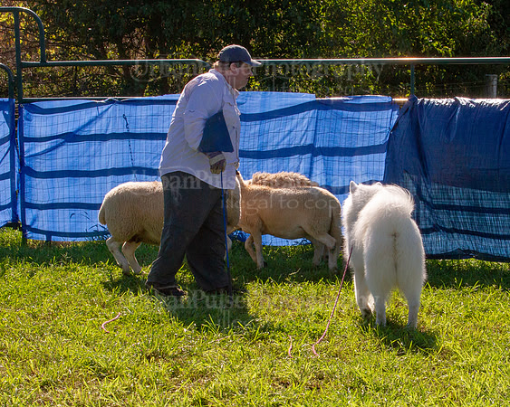 SCA2019_HERDING-0929