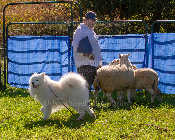 SCA2019_HERDING-0930