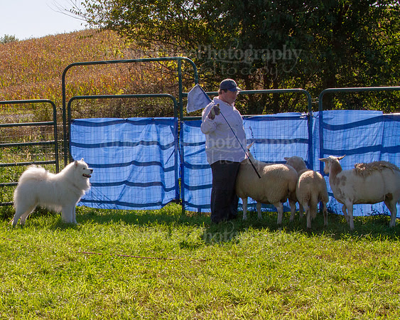SCA2019_HERDING-0931