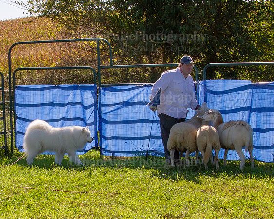 SCA2019_HERDING-0932