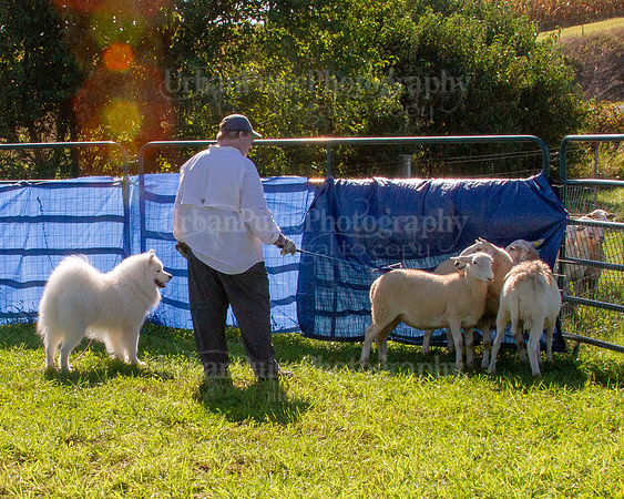 SCA2019_HERDING-0933
