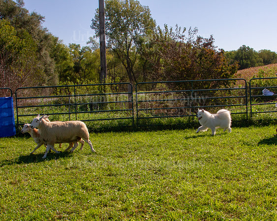 SCA2019_HERDING-0934
