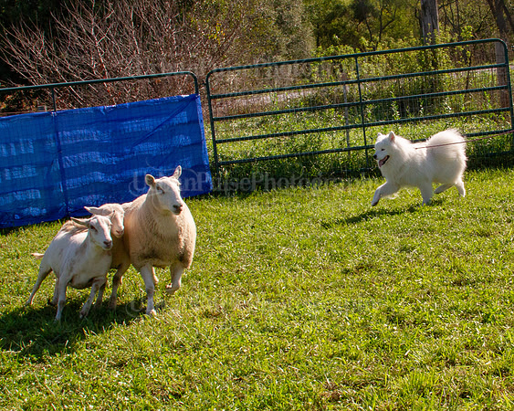 SCA2019_HERDING-0935