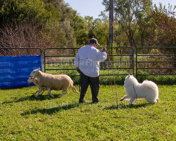 SCA2019_HERDING-0936
