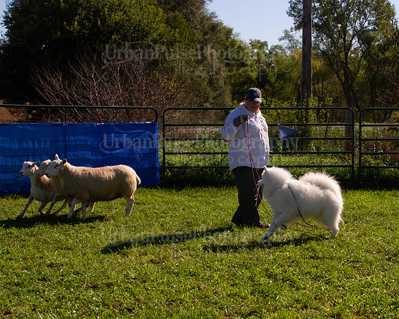 SCA2019_HERDING-0937