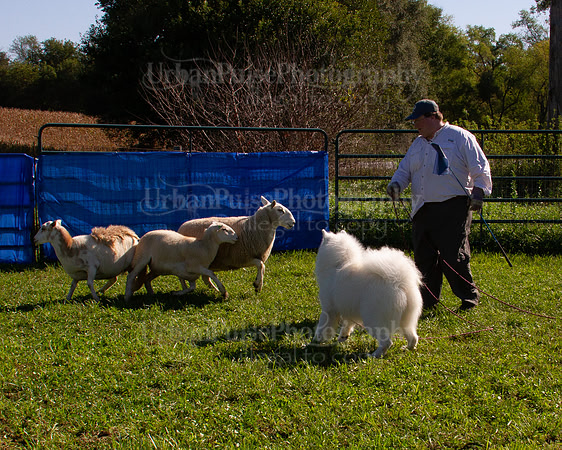 SCA2019_HERDING-0938