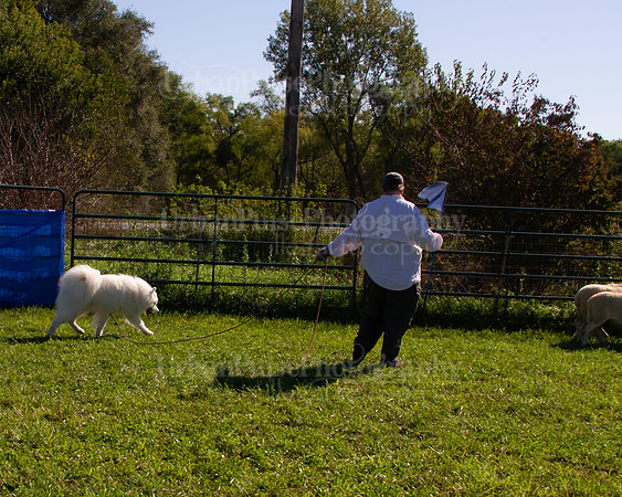 SCA2019_HERDING-0939