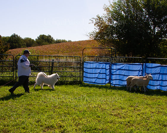 SCA2019_HERDING-0940