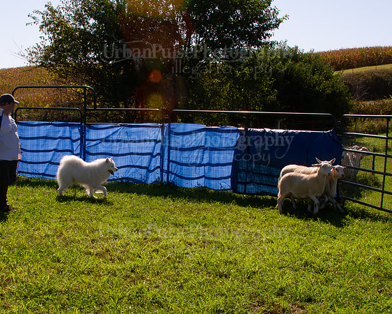 SCA2019_HERDING-0941