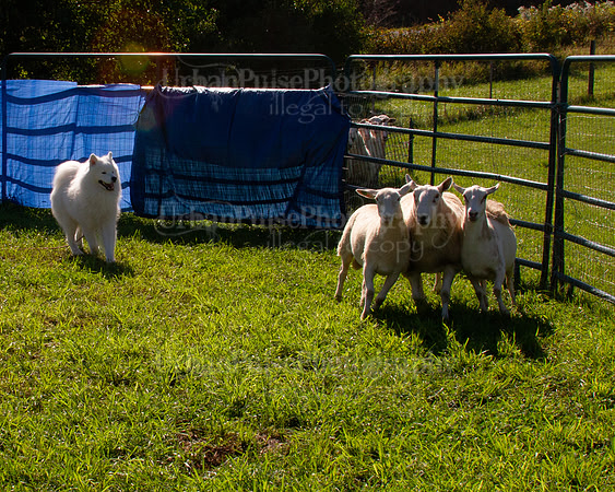 SCA2019_HERDING-0942