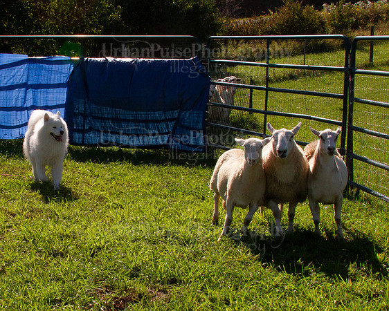 SCA2019_HERDING-0943