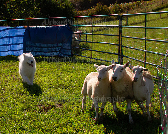 SCA2019_HERDING-0944