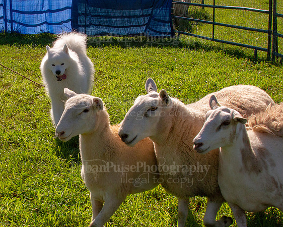 SCA2019_HERDING-0945